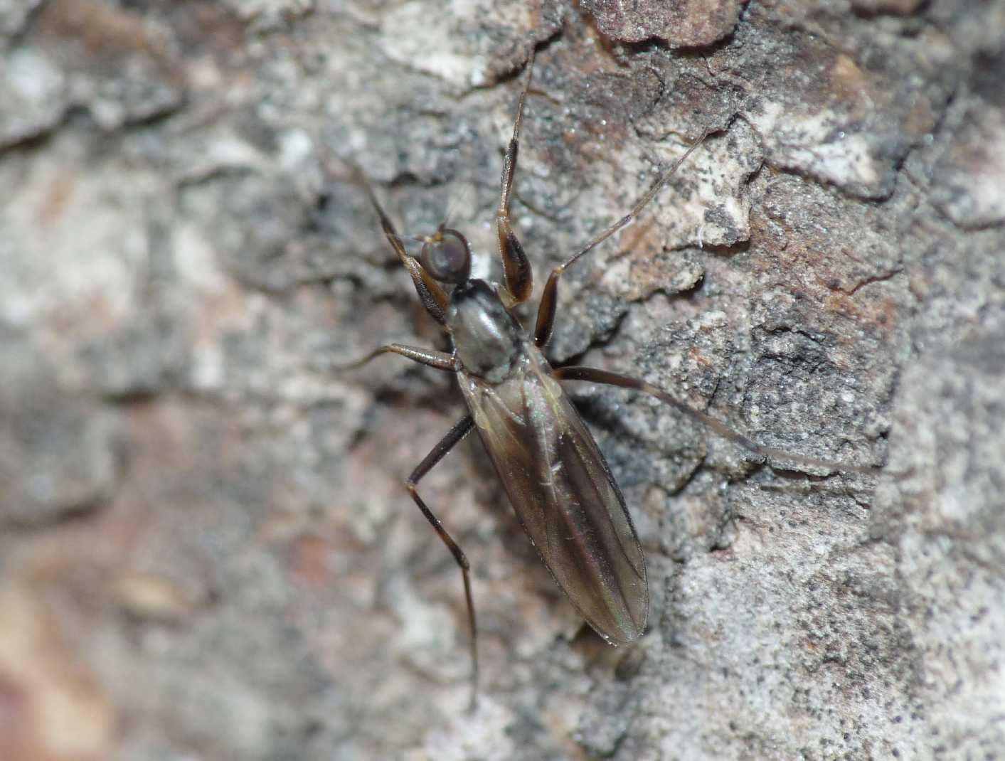 Tachypeza sp. (Hybotidae)